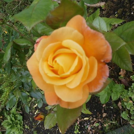 Roslin Cottageカランダー エクステリア 写真