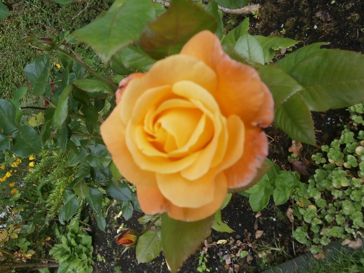 Roslin Cottageカランダー エクステリア 写真